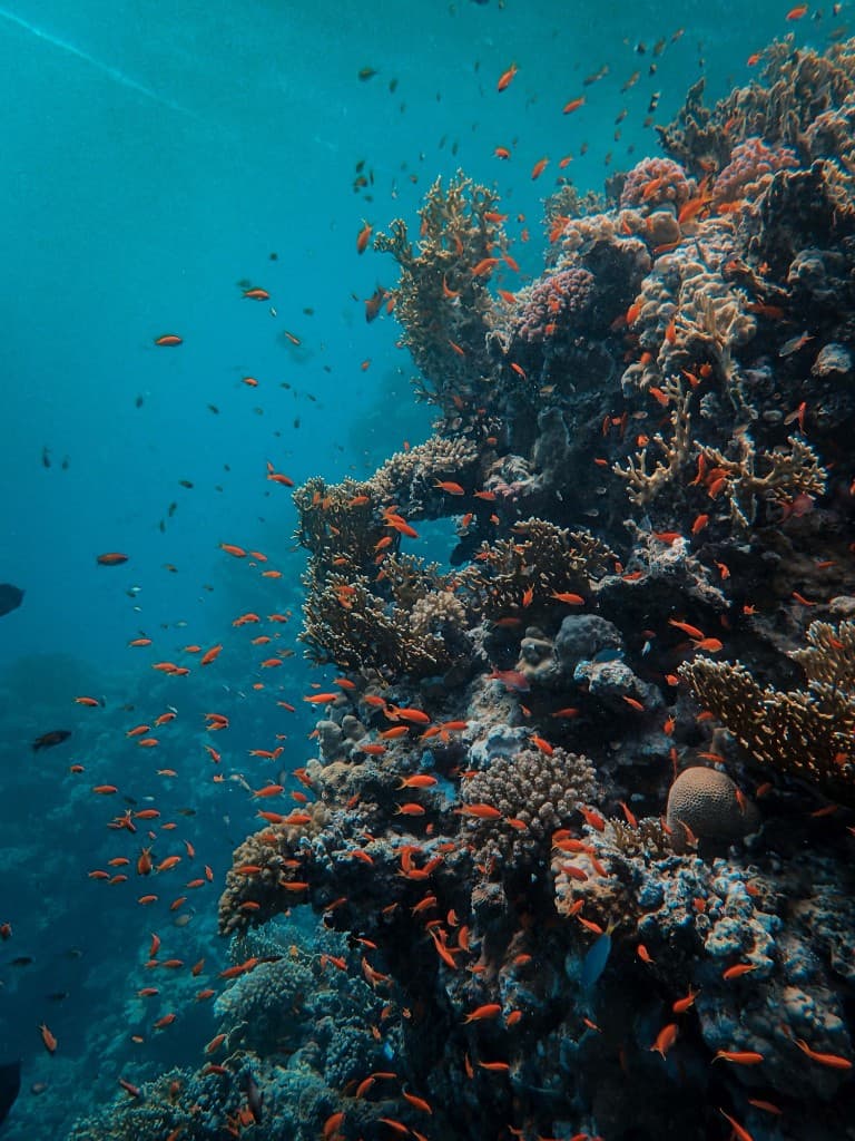 Reefs